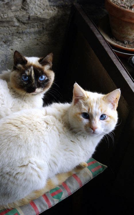 Beautiful Tortie Point And Flame Point Siamese Mix Kitties Pretty