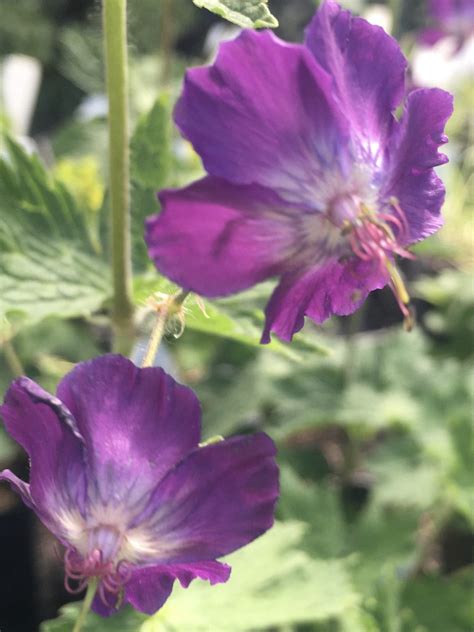 Small needle like leaves with masses of flared, trumpet like, orange/red flowers in late spring and early summer. Geranium phaeum 'Lily Lovell' - Xera Plants