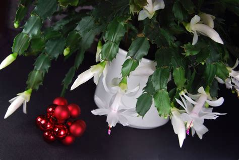 Common Holiday Cacti Types Of Christmas Cactus Plants Gardening