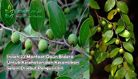 34 resep daun bidara ala rumahan yang mudah dan enak dari komunitas memasak terbesar dunia! Inilah 22 Manfaat Daun Bidara Untuk Kesehatan dan ...