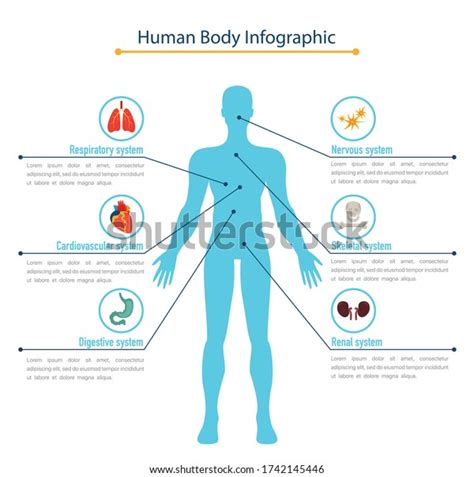 Human Body Infographic Concept Flat Vector 库存矢量图（免版税）1742145446