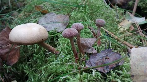 Wild Mushrooms Of Northern Wisconsin From Last October Mushroom