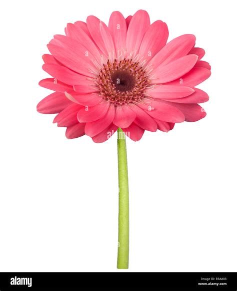 Pink Gerbera Daisy With Stem Isolated On White Stock Photo Alamy