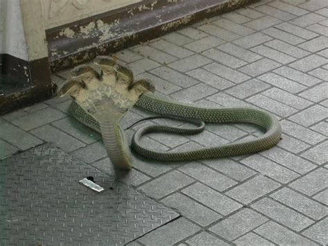 Five Headed Snake Found In Infosys Campus Mangalore Karnat