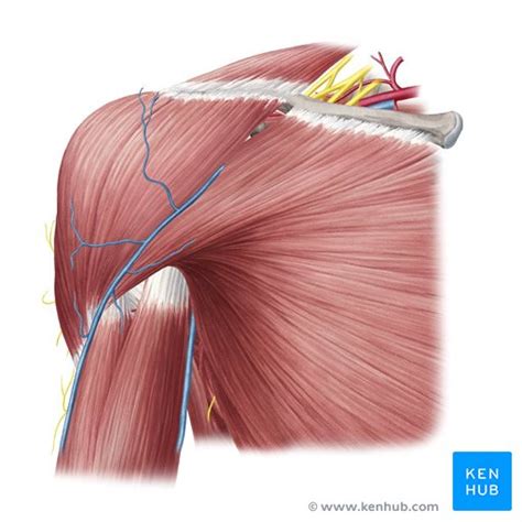 Músculos del hombro Anatomía y funciones Kenhub