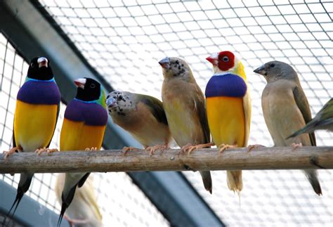 How To Breed Your Gouldian Finches Biographypedia