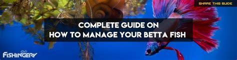 Betta Fish 101 Diet Care Guide And Fun Facts Fishingery