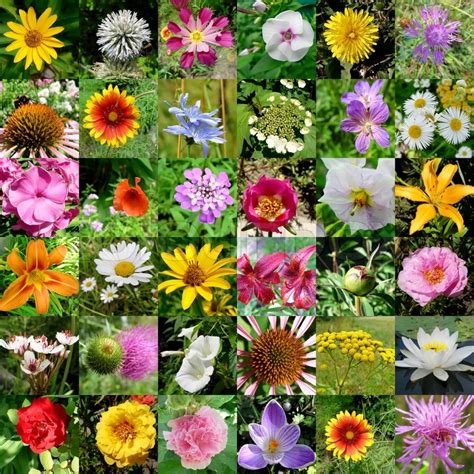 Big Collection Of Different Flowers Stock Photo Colourbox
