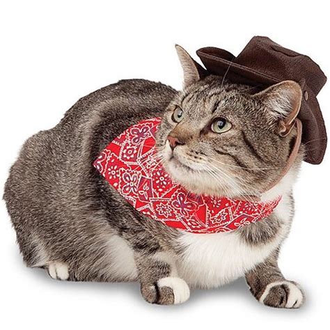 It's a free online image maker that allows you to add custom resizable text to images. cowboy kitty | Tumblr
