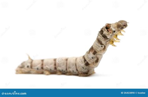 Silkworm Larvae Bombyx Mori Stock Photo Image 26423890