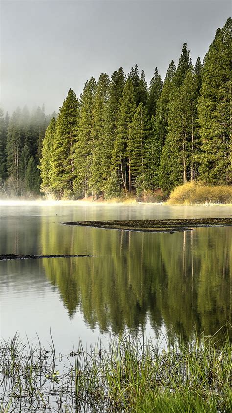 Download Wallpaper 938x1668 Forest Trees Lake Reflection Nature