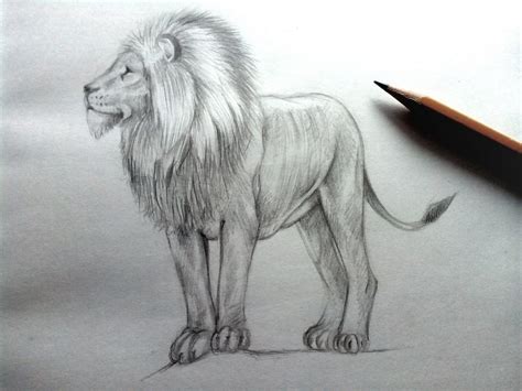 How To Draw A Lion With A Pencil