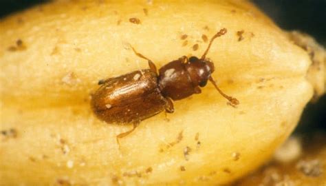 7 Tiny Brown Bugs In The Kitchen That Destroy Your Food