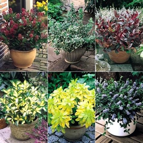 Certain varieties of these shrubs may just show better cold hardiness or heat tolerance than others. small evergreen shrubs for landscaping garden design with ...
