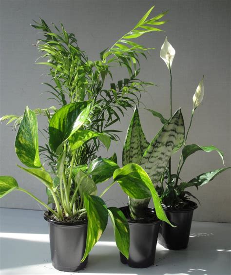 Four Plant Collection Indoor Plants For Air Quality On Amazon