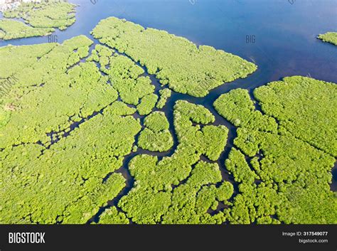 Mangroves Rivers Image And Photo Free Trial Bigstock