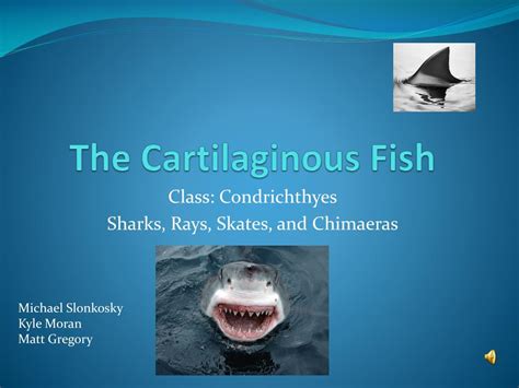 Ppt The Cartilaginous Fish Powerpoint Presentation Free Download