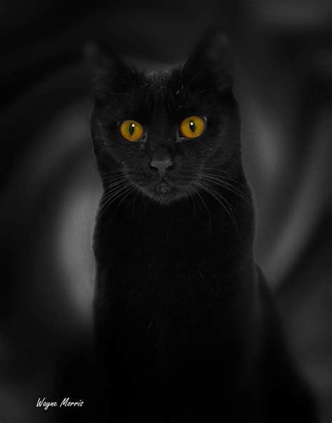 Black Cat Art Black Cats Crazy Cat Lady Crazy Cats Cat Language