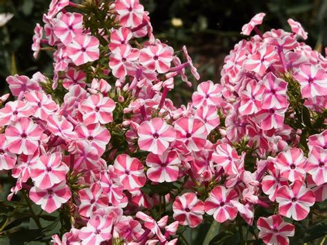 Płomyk Peppermint Twist Phlox Paniculata Peppermint Twist