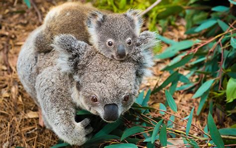 Science Claims The Official Koala Bear Extinct In