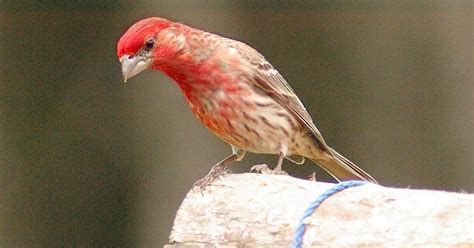 Indy Parks Nature Blog Common Feeder Birds House Finch