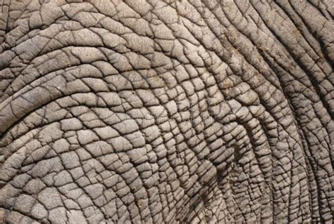 Wrinkled Elephant Skin Stock Photo Image Of Close Closeup 12102118