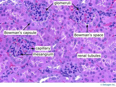 Kidney Medulla Histology Labeled