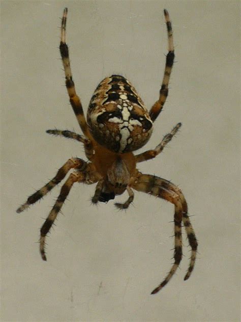 European Garden Spider Araneus Diadematusaraignee épair Flickr