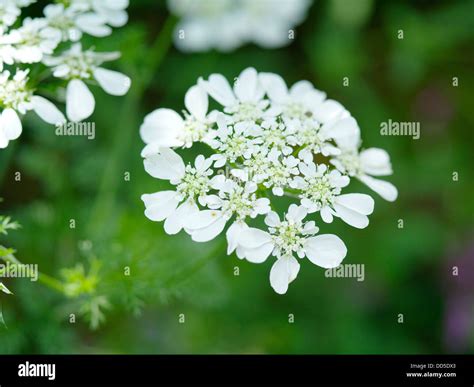 White Lace Flower Stock Photo Alamy
