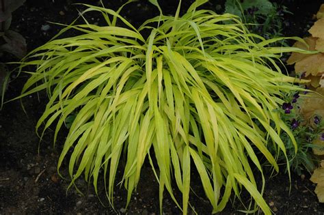 It is endemic to japan. Hakonechloa macra All Gold - Pépinière Locas
