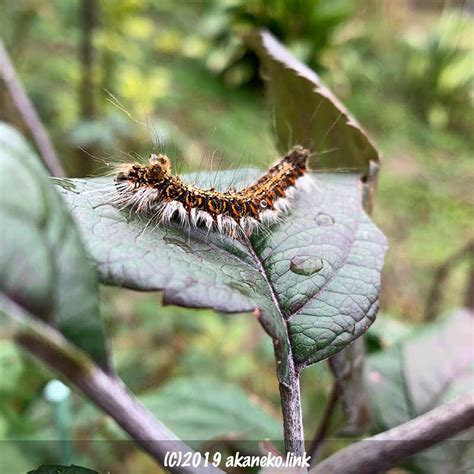 2020年冬の毛虫：キバラケンモン終齢幼虫、リンゴの葉の上で新年を迎える ｜ アカネコ生活
