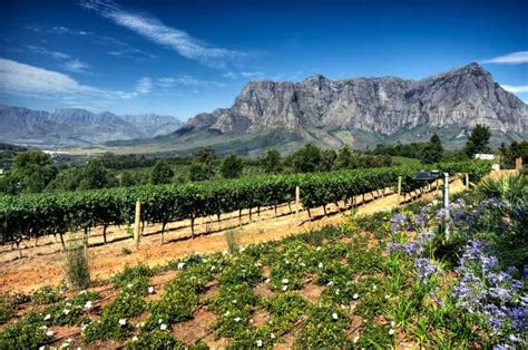 Fra Cape Town Privat Cape Winelands Tour Getyourguide