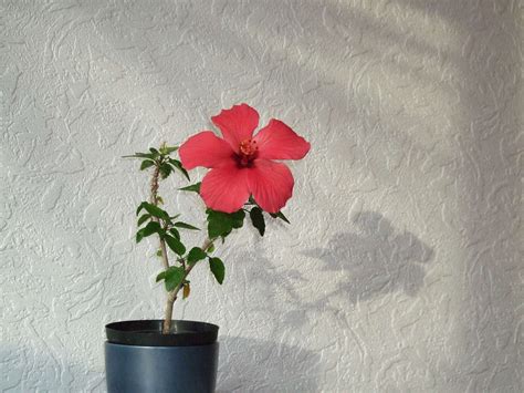 Feuerbaum = japanische quitte mit seinen dunkelroten farben. Hibiskus Im Kübel. kann hibiskus im k bel im keller ...