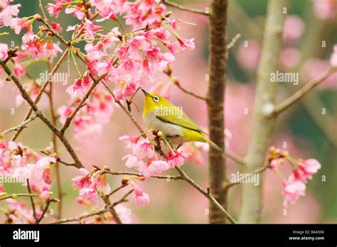 Japanese White Eye In Cherry Blossom Tree Side View Stock Photo Alamy