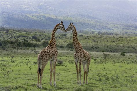 Meru National Park Holaa Safari Kenya