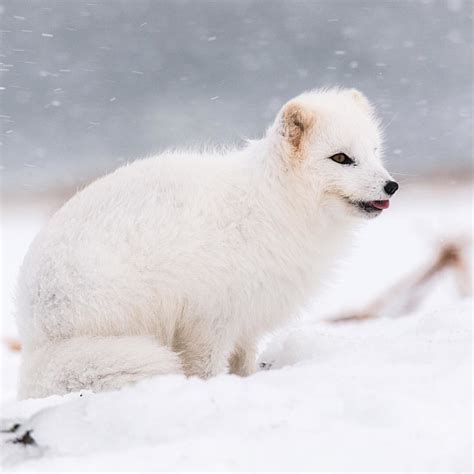 Arctic white fox in Hornstrandir Nature Reserve, Iceland (… | Flickr