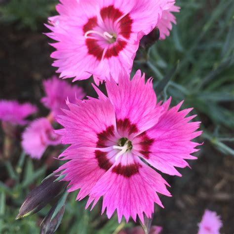 Largest selection of edible flowers on the market. Dianthus | Our Edible Flowers | The Flower Deli