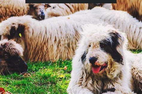 10 Best Lgd Farm Dog Breeds To Herd And Protect Your Livestock In 2020