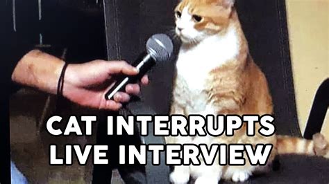 Funny Cat Interrupts Interviews In 2020 Funny Cats Cats Animal Antics