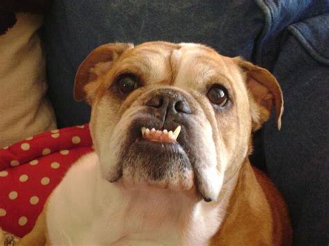 Their features can be comical and because of that it may be necessary to name your wrinkly little buddy something funny. Great English Bulldog Names - Find The Perfect Name For ...
