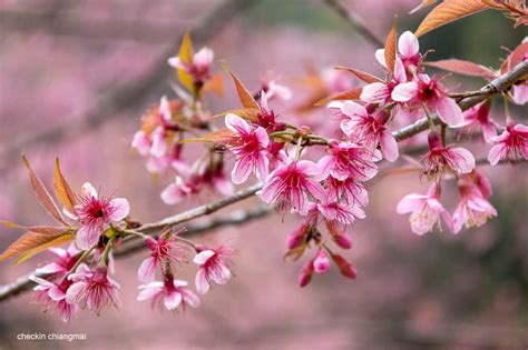 Himalayan Cherry Trees Blossom On Chilly Hills Of Northern Thailand