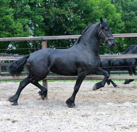 Beautiful Friesian Horse For Sale Adoption From Toronto