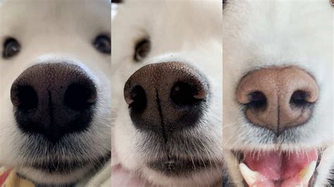 Dogs With Pink Noses Why Do Dogs Have Pink Noses