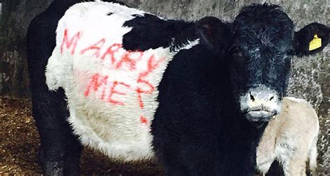 Irish Cattle Farmer S Hilarious And Unique Wedding Proposal The Irish Post