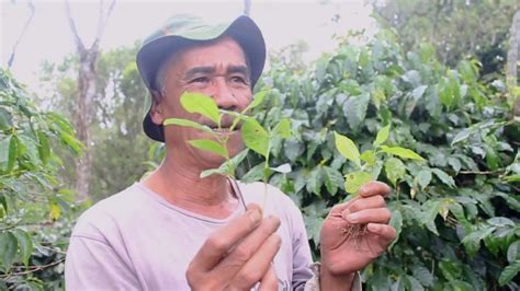 © © all rights reserved. TIPS MEMILIH SUMBER BENIH KOPI YANG BAIK DAN BENAR - YouTube