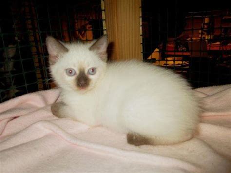 Siamese Applehead Kittens 9 Weeks Ready To Go Seal Lynxcho Pt For