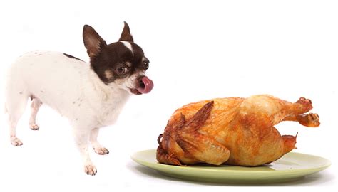 This page contains affiliate links. What's The Best Food For Your Chihuahua? | Safe Pet Treats