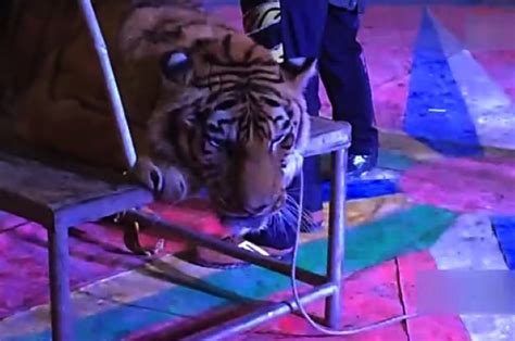 Video Footage Shows Tiger Being Tied Down So People Can Ride The