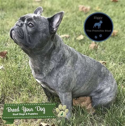 New and used items, cars, real estate, jobs, services we have a litter of beautiful french bulldog puppies, males and females available and ready to go. Stud Dog - Blue Brindle French Bulldog - Breed Your Dog