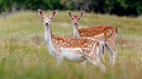 Il 4 Luglio Al Festival Naturae Una Passeggiata Guidata Alla Scoperta